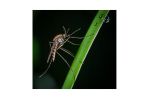 gazon synthétique et moustiques