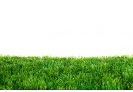 gazon naturelou gazon synthétique