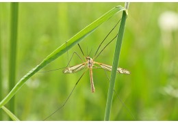 Le gazon synthétique attire t-il les moustique ?