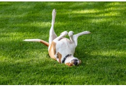 chien qui urine sur du gazon synthétique