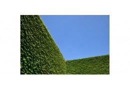 murs végétaux pour grillage rigide