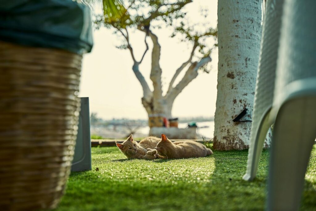 Chat se prélassant au soleil sur du gazon synthétique