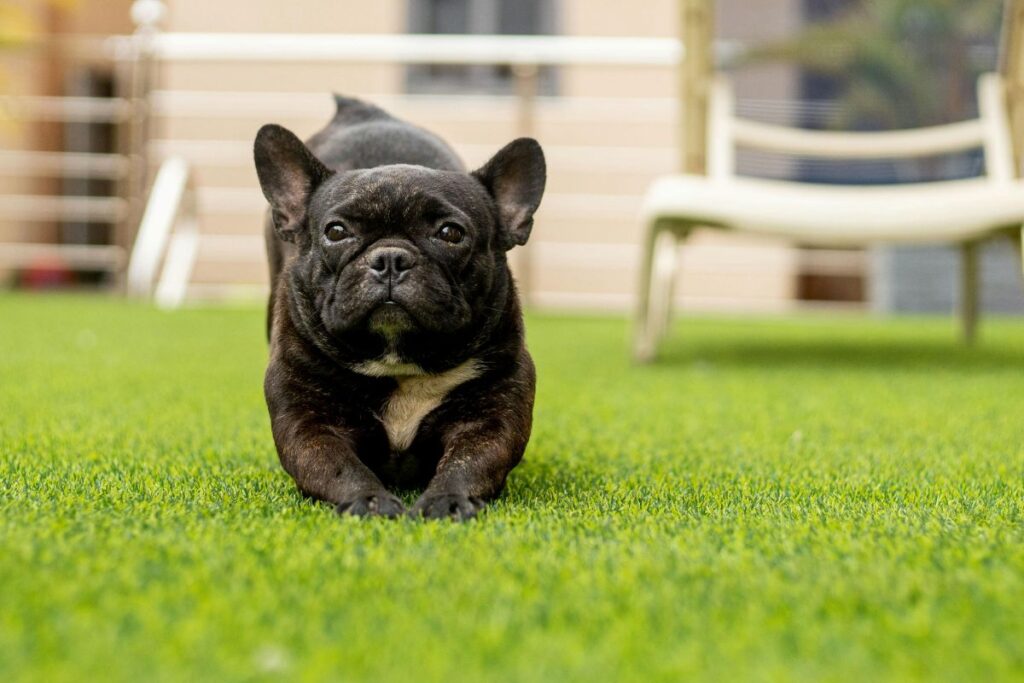 Chien jouant sur une pelouse en gazon synthétique